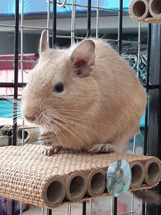 Good Degu Carrot Cubes- Degu treats 2-pack