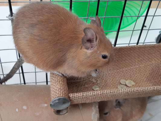 Good Degu Beetroot Bites- Degu treats 2-pack