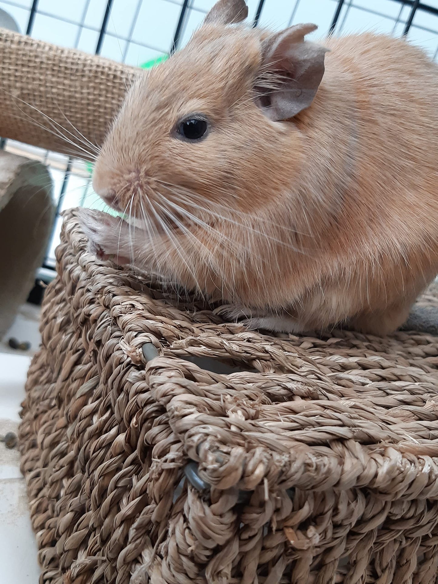 Totally Degu Pea Treats